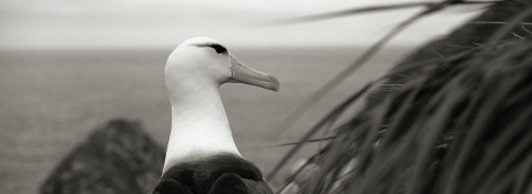 Black-browed albatross, West Point Island, Falkland Islands
