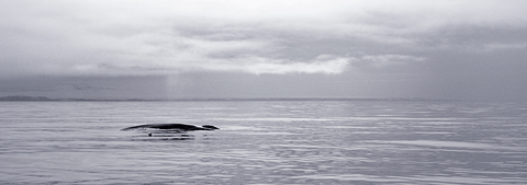 Blue whale, North Spitsbergen