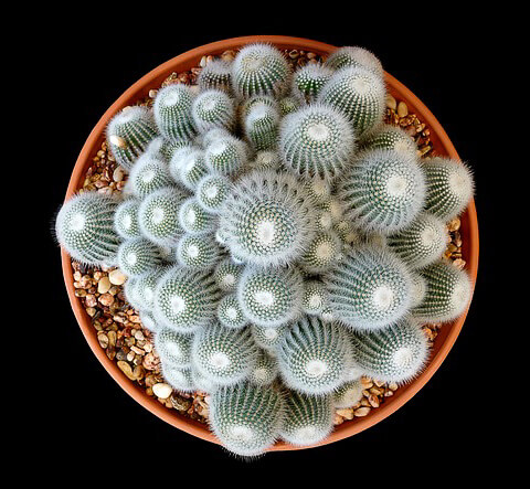 Cacti in a pot