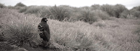 Young striated caracara, Falkland Islands