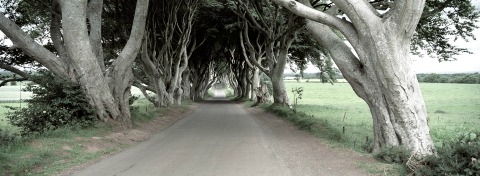 Dark Hedges