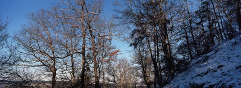 Forest near Andel, Moselle valley, Germany