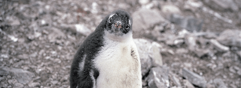 Gentoo penguin chick, Antarctica