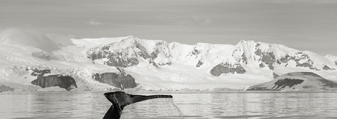 Humpback whale, Antarctica