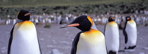 King penguins at Gold Harbour, South Georgia Island