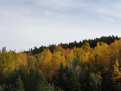 Autumn foliage