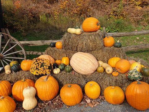Pumpkins at sugar shack