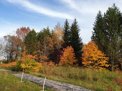 Trees, Montmorency Falls