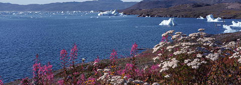 Narsaq, South Greenland