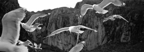 Seagulls in Trollfjord