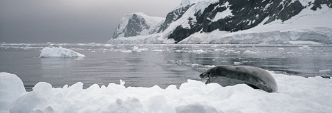 Crabeater seal, Antarctica