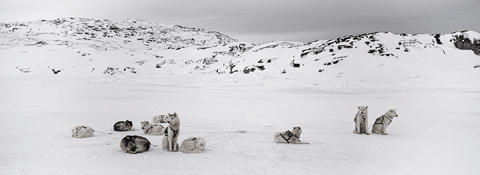 Dogsled team