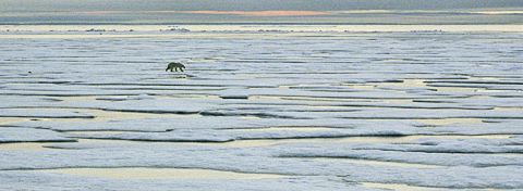 Polar bear on ice in Lancaster Sound