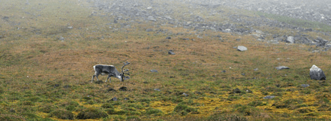 Reindeer in Recherchefjorden, Southwest Spitsbergen