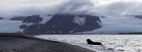 Walrus, Spitsbergen