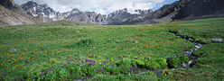 Flowers and mountains fine art print